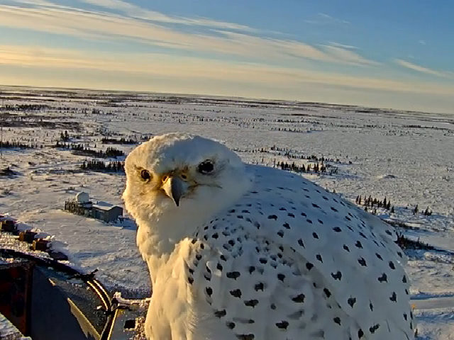 Chim Cắt Bắc Cực có kích thước cơ thể to lớn. Chim mái có chiều dài cơ thể từ 51 - 65 cm, sải cánh từ 124 - 160 cm, còn chim trống có chiều dài từ 48 - 61 cm. Chúng có thể nặng hơn 2kg.