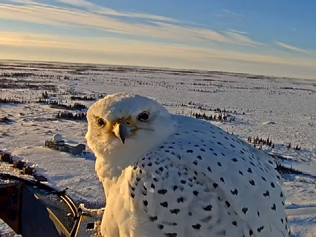 Chim Cắt Bắc Cực có kích thước cơ thể to lớn. Chim mái có chiều dài cơ thể từ 51 - 65 cm, sải cánh từ 124 - 160 cm, còn chim trống có chiều dài từ 48 - 61 cm. Chúng có thể nặng hơn 2kg.