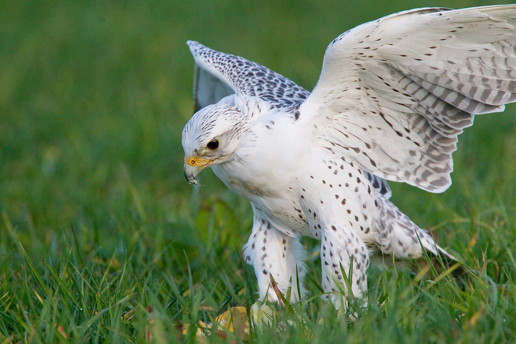 Hầu hết con mồi của của chúng bị giết chết trên mặt đất, cho dù con mồi có là chim mặt đất hay đang bay trên cao, cũng bị buộc phải xuống đất.