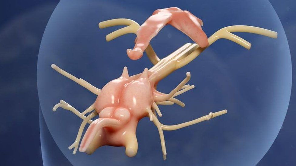 Tiến sĩ Sam Giles, nhà cổ sinh vật học tại Đại học Birmingham, chia sẻ: "Phát hiện bất ngờ về bộ não lâu đời nhất của động vật có xương sống được bảo quản ba chiều này cho chúng ta cái nhìn sâu sắc đáng kinh ngạc về giải phẫu thần kinh của cá vây tia".