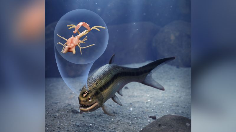 Tiến sĩ Rodrigo Figueroa, nhà cổ sinh vật học tại Đại học Michigan, cho biết: “Hóa thạch nhỏ này không chỉ cho chúng ta thấy ví dụ lâu đời nhất về bộ não của động vật có xương sống đã hóa thạch, mà nó còn cho thấy rằng phần lớn những gì chúng ta nghĩ về sự tiến hóa của não bộ từ các loài sống đơn thuần sẽ cần phải nghiên cứu lại”.