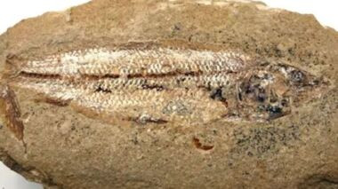 "So sánh với các loài cá còn sống cho thấy não của Coccocephalus wildi gần giống nhất với não của cá tầm và cá mái chèo, những loài thường được gọi là cá 'nguyên thủy' vì chúng đã tách ra khỏi cá vây tia còn sống cách đây hơn 300 triệu năm."