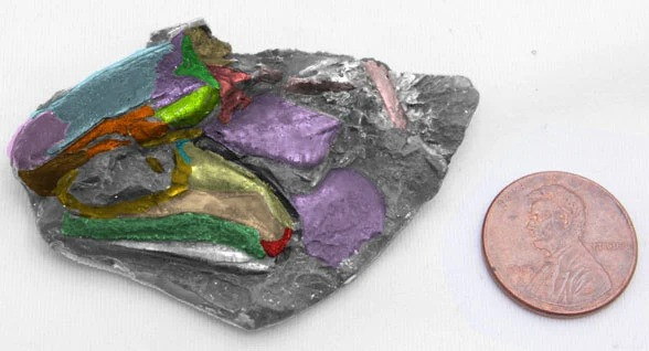 "Nó cho chúng ta biết đến một mô hình tiến hóa não phức tạp hơn so với những gì ta từng biết, cho phép chúng ta xác định rõ hơn cách thức và thời điểm các loài cá xương ngày nay tiến hóa."