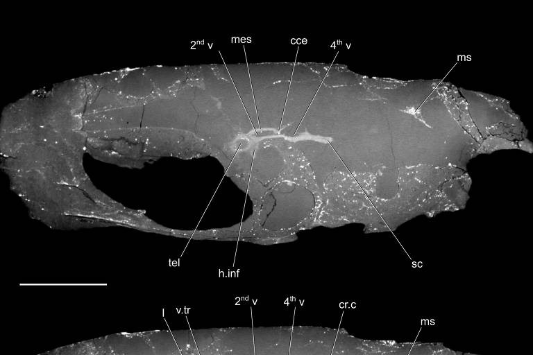 Đáng chú ý là não của Coccocephalus wildi gập vào trong, không giống như ở tất cả các loài cá vây tia sống, não gập ra ngoài.