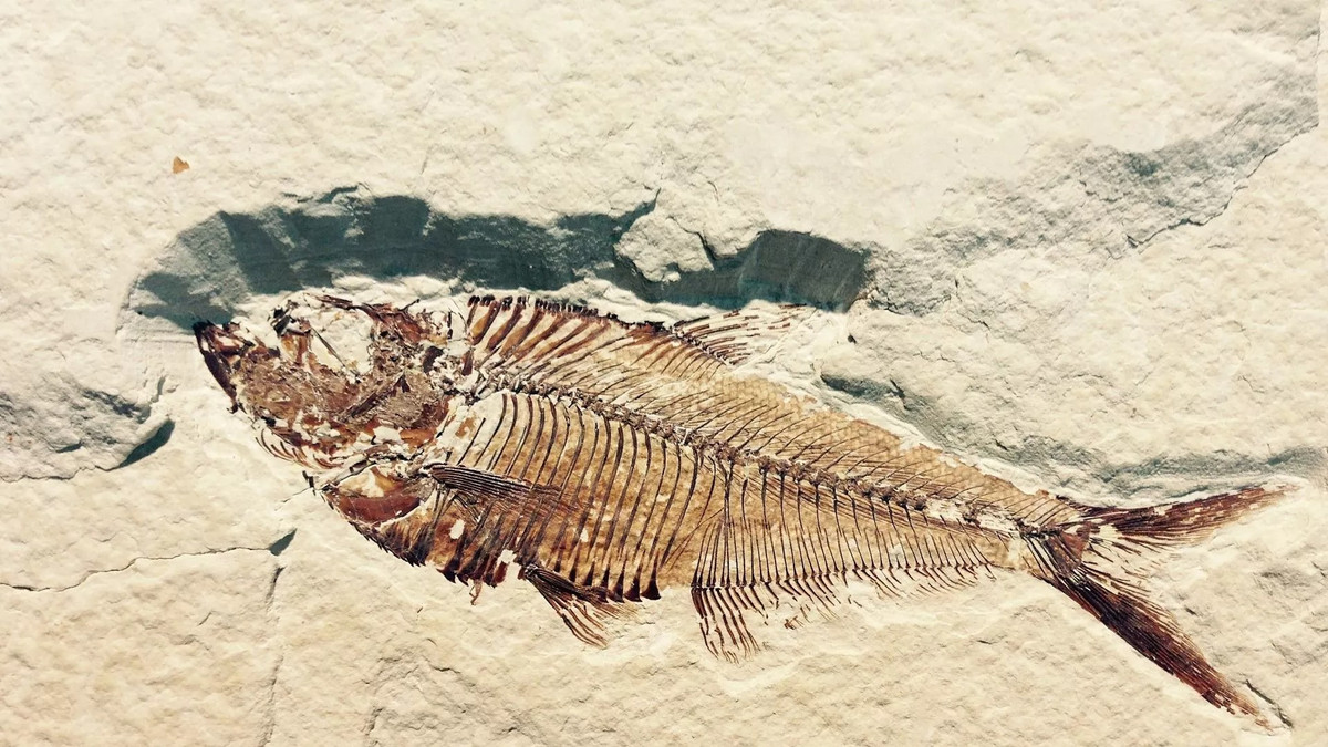 Được mô tả lần đầu tiên vào năm 1925, mẫu vật duy nhất của loài cá này được thu hồi từ mỏ than Mountain Fourfoot ở Lancashire. Hóa thạch cá được tìm thấy trong một lớp đá xà phòng gần một vỉa than trong mỏ.