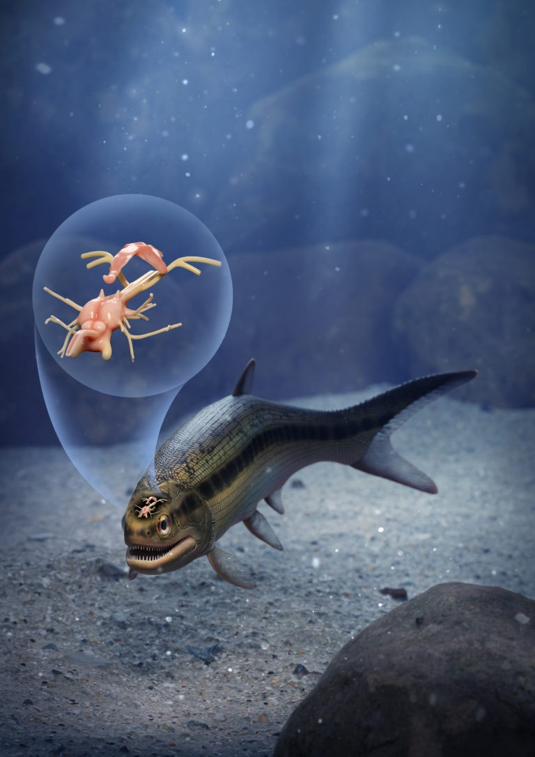 Coccocephalus wildi sống ở vùng đất ngày nay là nước Anh trong Kỷ Than đá, khoảng 319 triệu năm trước. Loài này dài 15-20 cm và có lẽ là động vật ăn thịt. Nó có khả năng sinh sống cửa sông và ăn các loài giáp xác nhỏ, côn trùng thủy sinh và động vật chân đầu, bao gồm mực, bạch tuộc và mực nang.