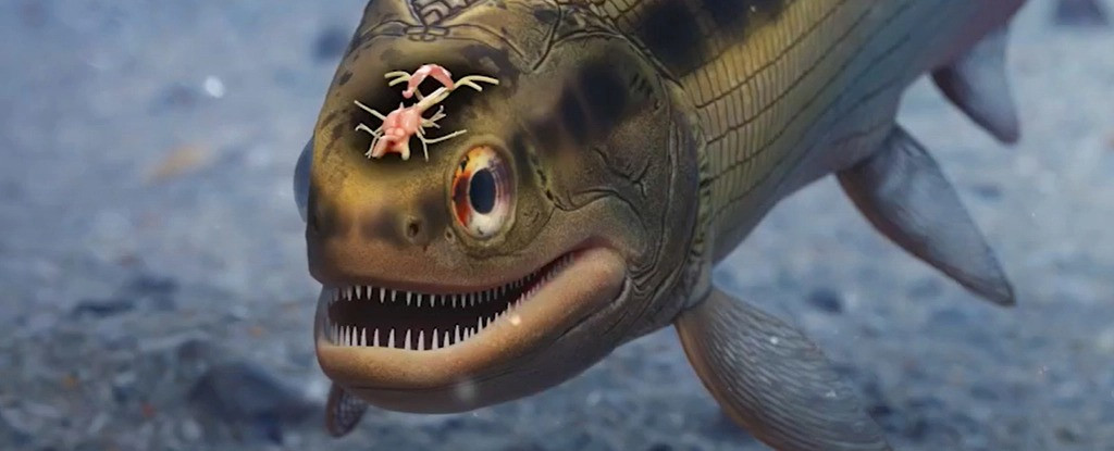 Các nhà cổ sinh vật học đã kiểm tra não hóa thạch và các mô mềm dây thần kinh sọ của Coccocephalus wildi, một loài cá vây tia sơ khai sống cách đây 319 triệu năm.