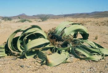 Cây bách lan là loài cây đặc hữu trên sa mạc Namib ở Nam Phi, có thể chịu điều kiện khô cằn khắc nghiệt trong khu vực chỉ có lượng mưa trung bình 100 mm/năm và thậm chí nhiều năm không có lấy một giọt mưa.
