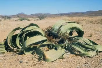 Cây bách lan là loài cây đặc hữu trên sa mạc Namib ở Nam Phi, có thể chịu điều kiện khô cằn khắc nghiệt trong khu vực chỉ có lượng mưa trung bình 100 mm/năm và thậm chí nhiều năm không có lấy một giọt mưa.