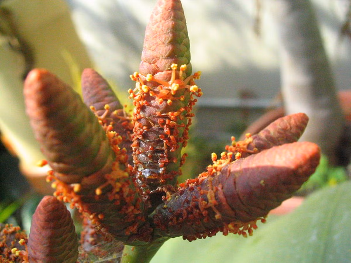 Nhờ phần lá rộng dày che phủ mặt đất xung quanh, cây bách lan có thể giữ mặt đất mát mẻ và ẩm ướt hơn, nhờ đó nó có thể tồn tại dưới nhiệt độ cực cao. Do sống trong môi trường khô cằn, cây hút nước dưới dạng sương.