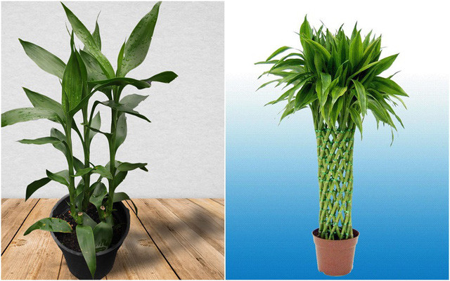 Trúc phú quý bày trong nhà có thể thu hút may mắn và hạnh phúc đồng thời mang lại nguồn sinh khí cho không gian sống của gia đình.