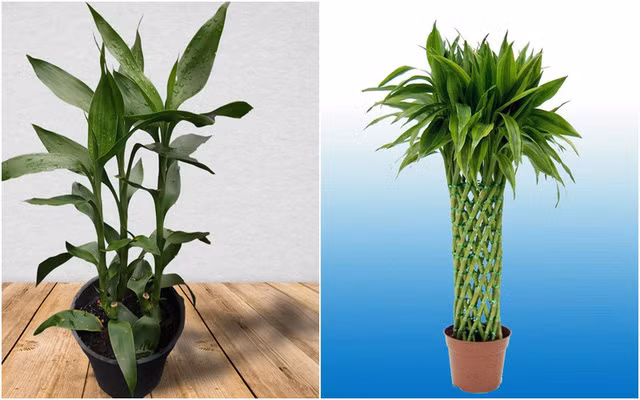 Trúc phú quý bày trong nhà có thể thu hút may mắn và hạnh phúc đồng thời mang lại nguồn sinh khí cho không gian sống của gia đình.