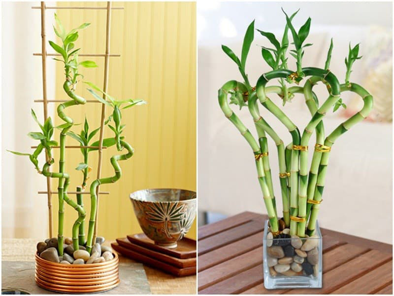 1. Cây trúc phú quý. Trúc phú quý luôn là một lựa chọn lý tưởng trong các loại cây cảnh phong thủy vì nó mang nhiều năng lượng tích cực và được nhiều người ưu ái trưng trong nhà với mong muốn mang lại bình an, phú quý.