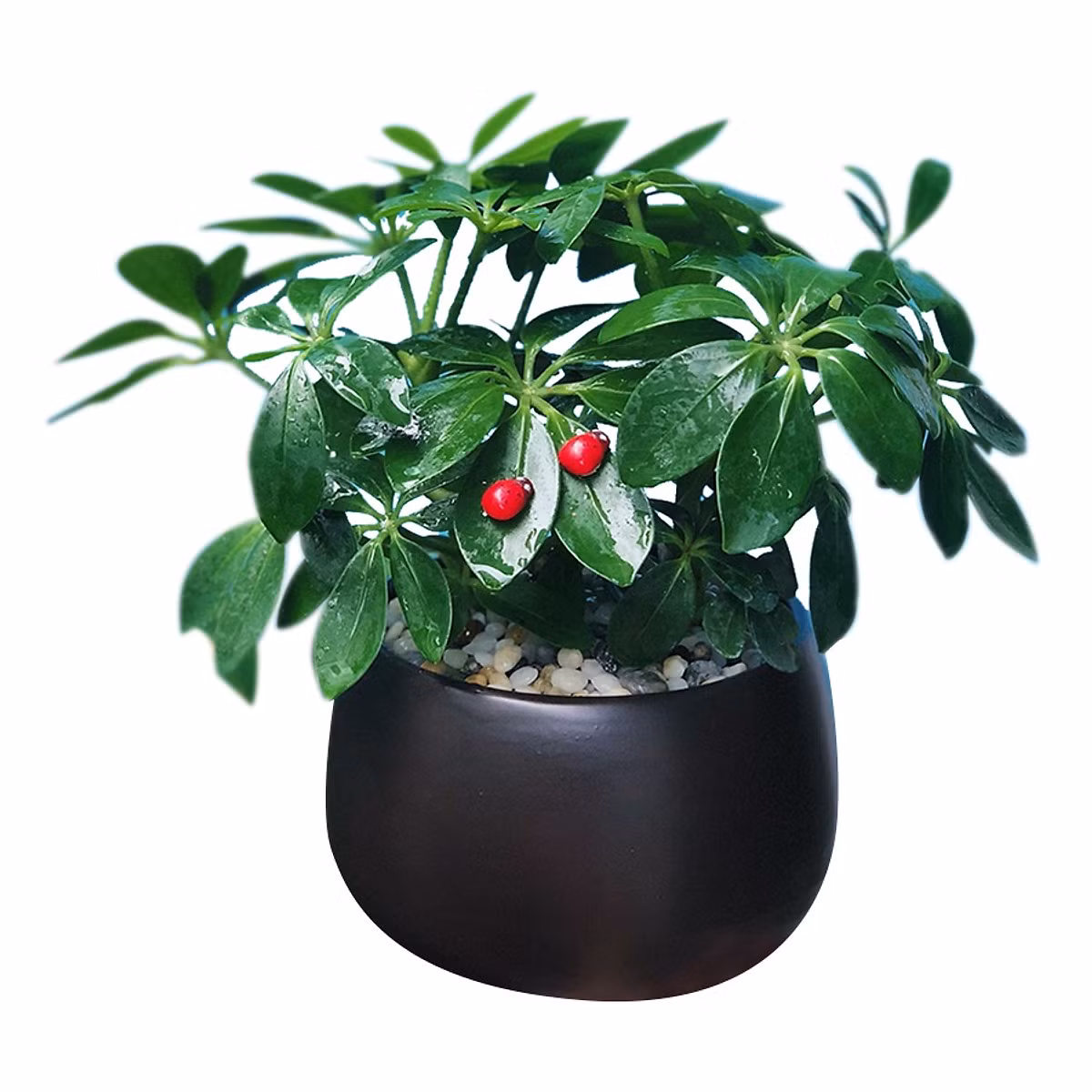 Loại cây này biểu tượng cho sự hoà thuận, êm ấm, giúp con đường tài vận của gia chủ được ổn định và sớm thăng tiến.