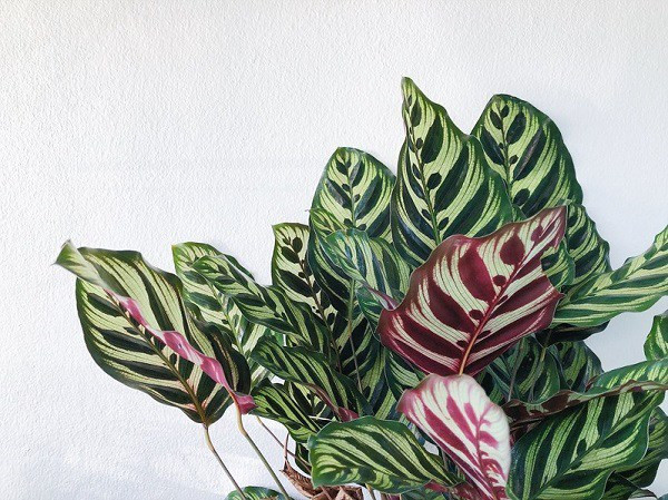 7. Cây đuôi công. Cây đuôi công là loại cây trang trí có sức sống mạnh mẽ và khả năng thanh lọc không khí tuyệt vời. Đây là loại cây thích hợp đặt trong nhà vì nó có thể dễ dàng phát triển tốt trong điều kiện môi trường thiếu ánh sáng.