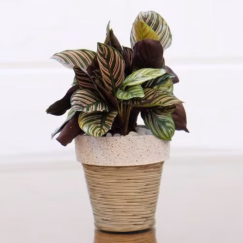 Đuôi công tím đại diện cho người thuộc mệnh Hỏa và mệnh Thổ. Đuôi công xanh sẽ thích hợp với người mệnh Mộc, tùy theo mệnh của bạn để có thể lựa chọn một cây đuôi công phù hợp. (Thông tin trong bài chỉ mang tính tham khảo).