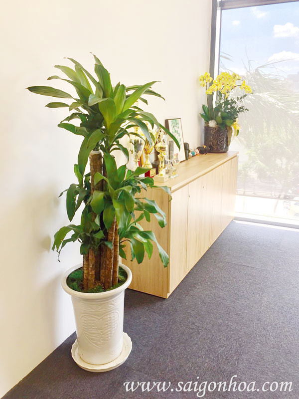 Cây phát tài thuộc hành Mộc nên thích hợp nhất là trồng ở phía Đông hoặc Đông Nam của ngôi nhà.