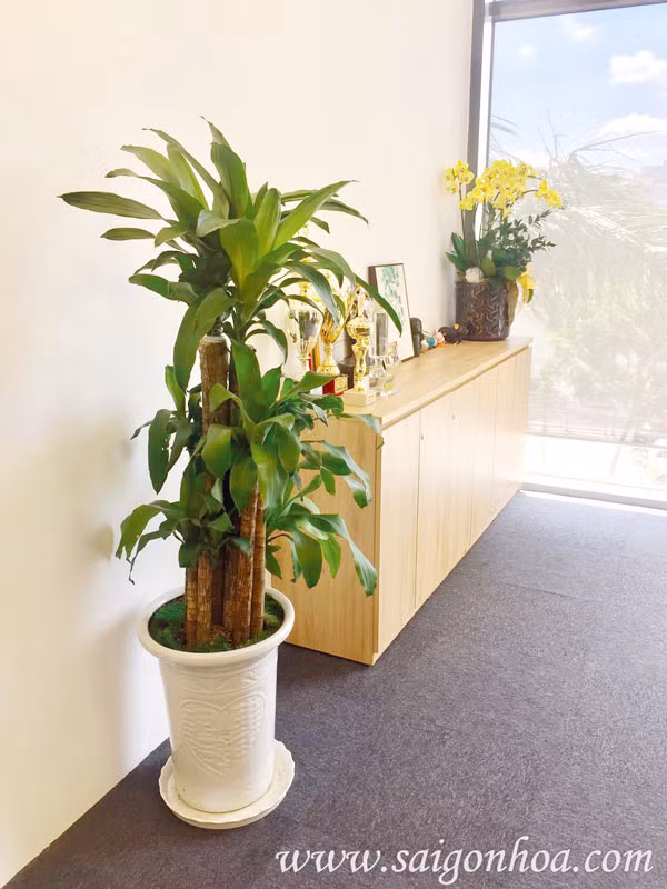 Cây phát tài thuộc hành Mộc nên thích hợp nhất là trồng ở phía Đông hoặc Đông Nam của ngôi nhà.