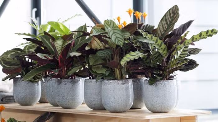 Loài cây này tượng trưng cho sự thịnh vượng và may mắn, mang về tiền tài cho gia chủ. Trong phong thủy, cành lá xum xuê tượng trưng cho sự trọn vẹn, viên mãn.