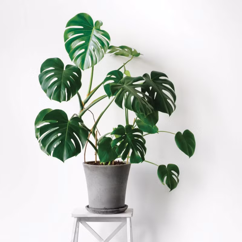 6. Cây trầu bà. Cây trầu bà có nhiều tên gọi như Trầu Bà Vàng, Vạn Niên Thanh leo, sắn dây Hoàng Kim, Hoàng Tam Điệp... Đặc điểm nhận biết lá trầu bà là lá đơn, gốc lá hình trái tim và thuôn dài lên trên.