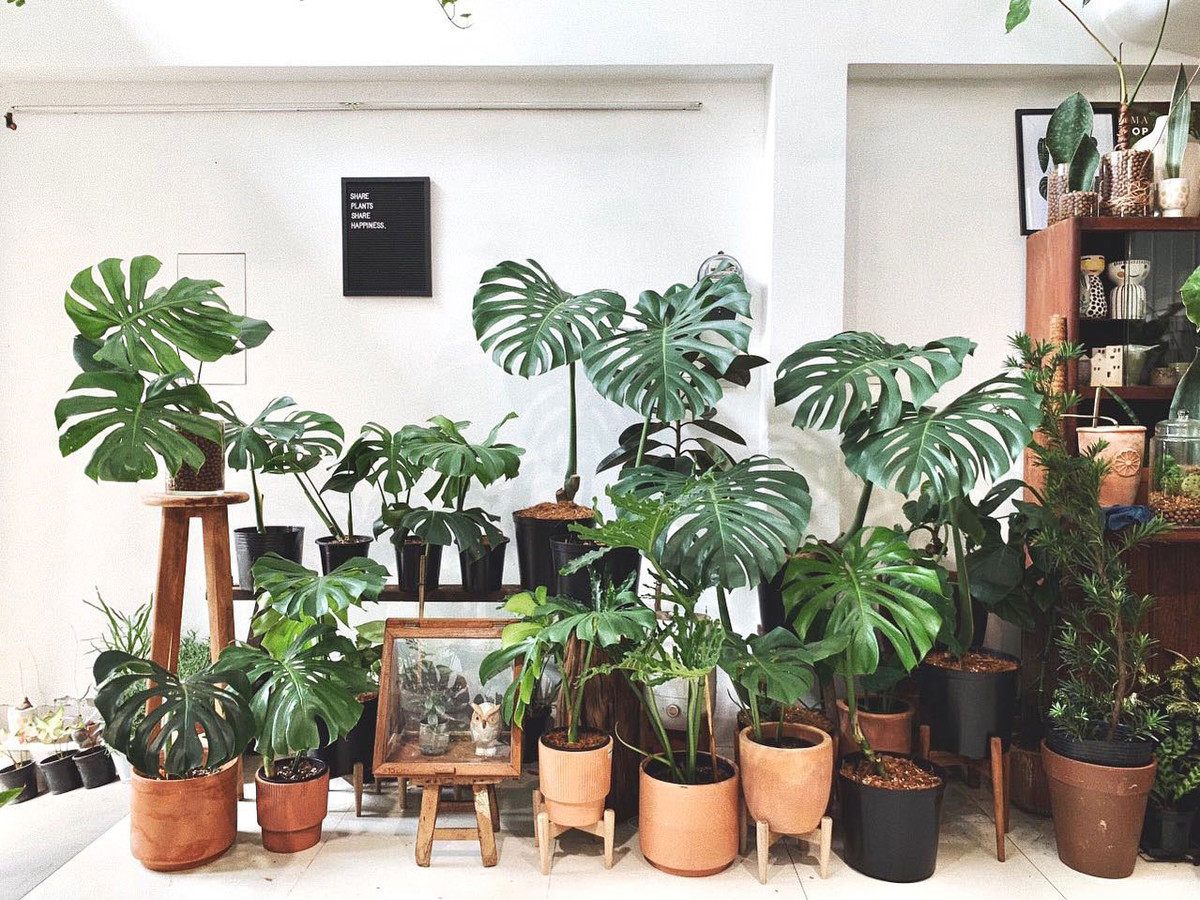 3. Cây Monstera. Cây Monstera thuộc họ Philodendron ngoài tác dụng thanh lọc không khí còn mang nhiều ý nghĩa phong thuỷ. Loại cây này sẽ giúp nhà bạn thu hút được nhiều năng lượng tích cực.