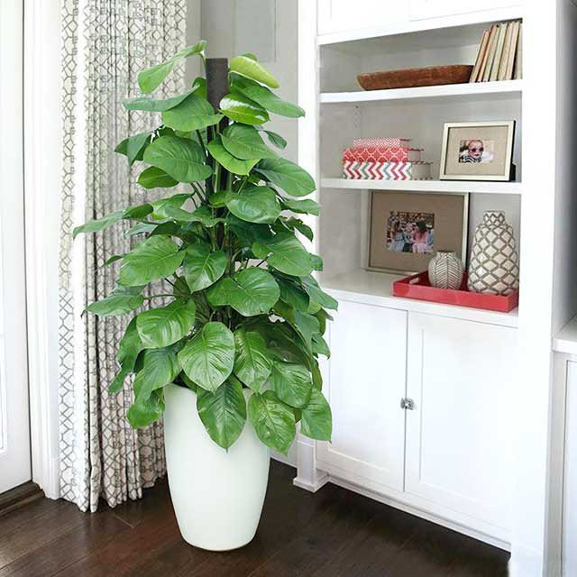 Không chỉ trang trí nội thất hiệu quả, trầu bà còn rất có lợi cho sức khỏe, giúp thanh lọc không khí và trị bệnh thận theo Đông Y. Trong phong thủy, cây trầu bà biểu tượng cho sự thành đạt, thăng tiến trong sự nghiệp.