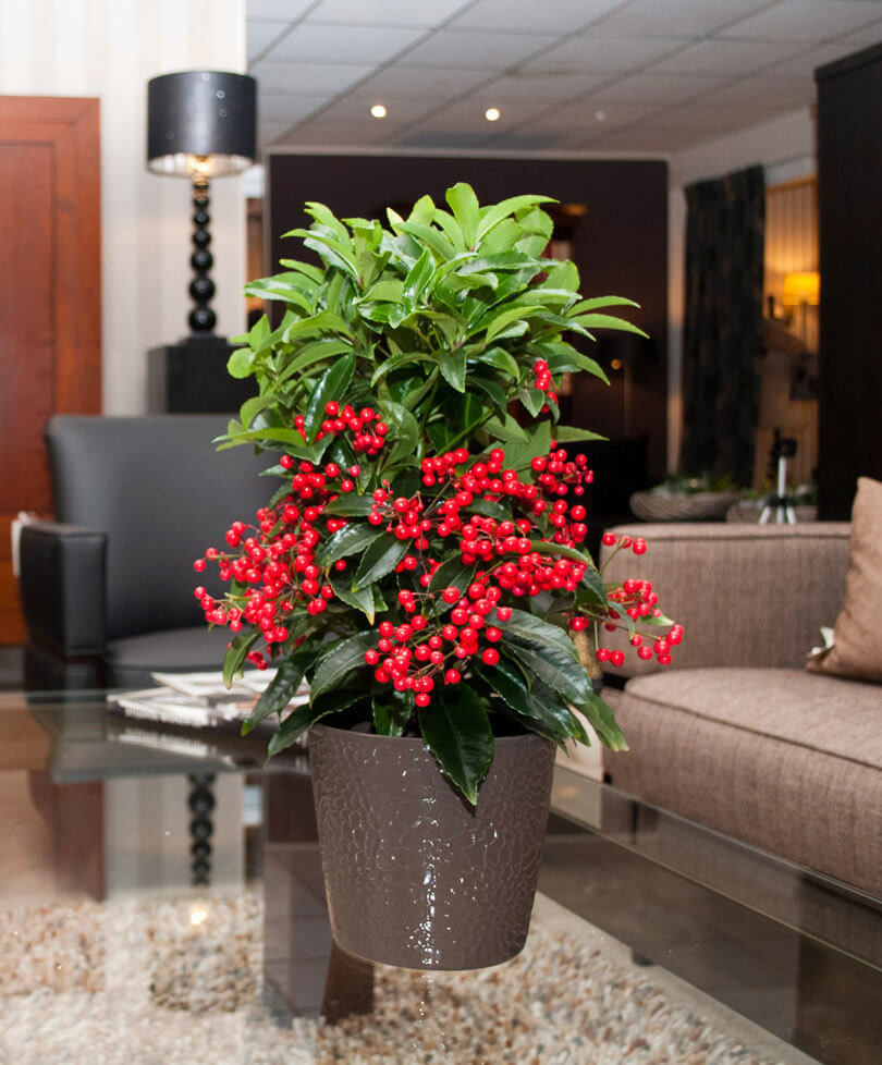 Loại cây phong thủy thuộc họ cẩm quỳ này xanh mượt quanh năm, chỉ có một thân củ phình to. Tại cuống lá xoè ra năm lá như chân chim tượng trưng cho sự cân bằng ngũ hành.