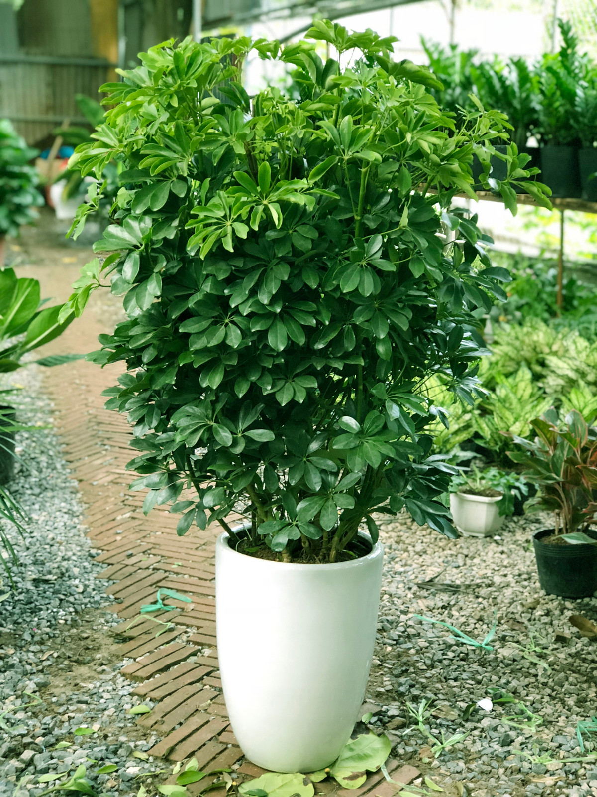 5. Cây ngũ gia bì. Lá cây ngũ gia bì có 5 nhánh, tượng trưng cho ngũ hành trong phong thuỷ.