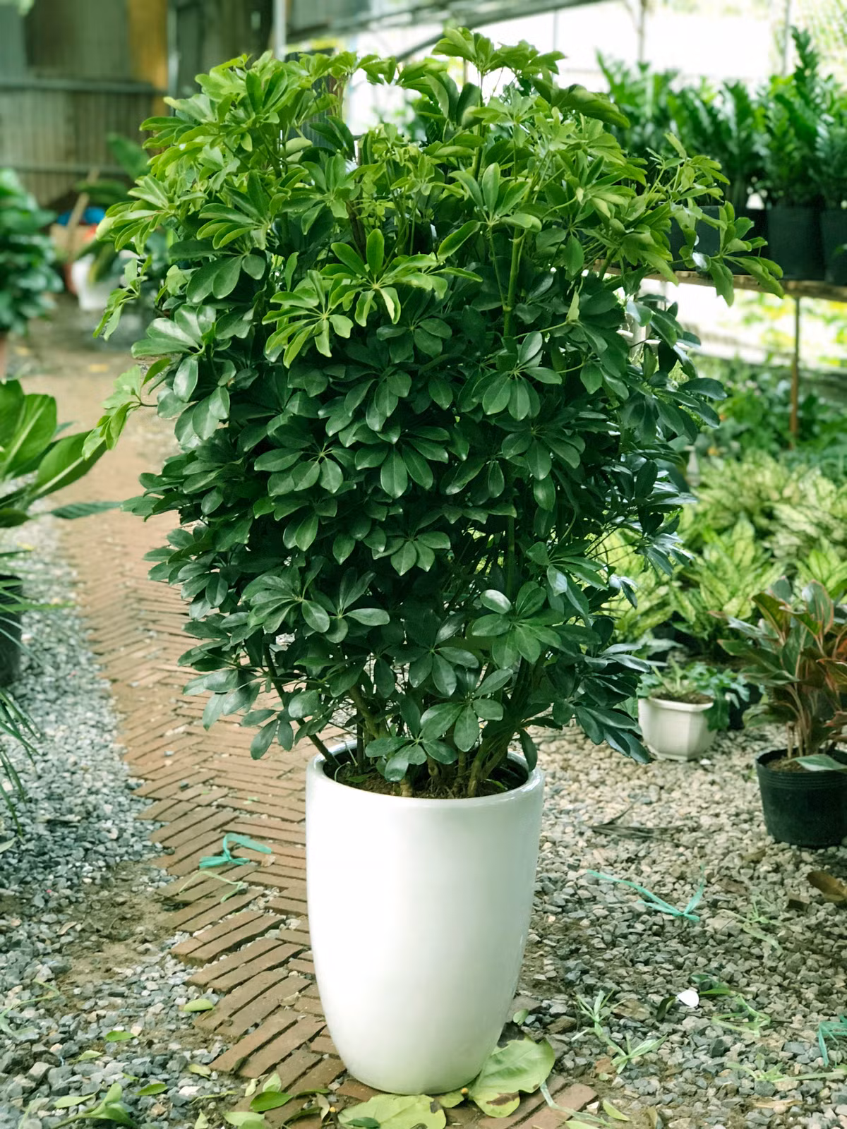 5. Cây ngũ gia bì. Lá cây ngũ gia bì có 5 nhánh, tượng trưng cho ngũ hành trong phong thuỷ.