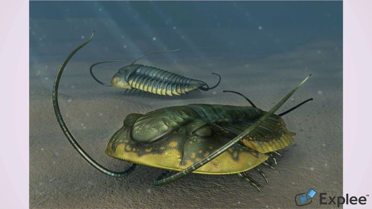 Nhiều trong số các hóa thạch R. takooensis được tìm thấy với những dấu vết dường như là vết cắn, chủ yếu ở phía sau đầu của chúng.