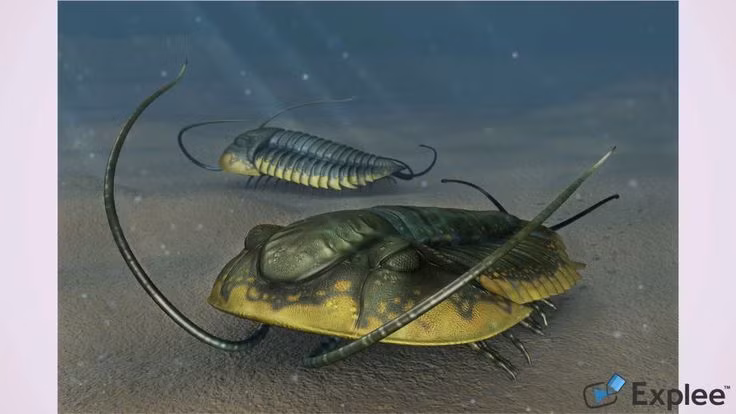 Nhiều trong số các hóa thạch R. takooensis được tìm thấy với những dấu vết dường như là vết cắn, chủ yếu ở phía sau đầu của chúng.