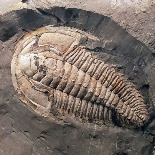 Có hai loài trilobite từ cùng một chi được tìm thấy trong hệ tầng này: Redlichia takooensis, đã ăn các hạt dưới đáy đại dương và loài R. rex săn mồi lớn hơn.