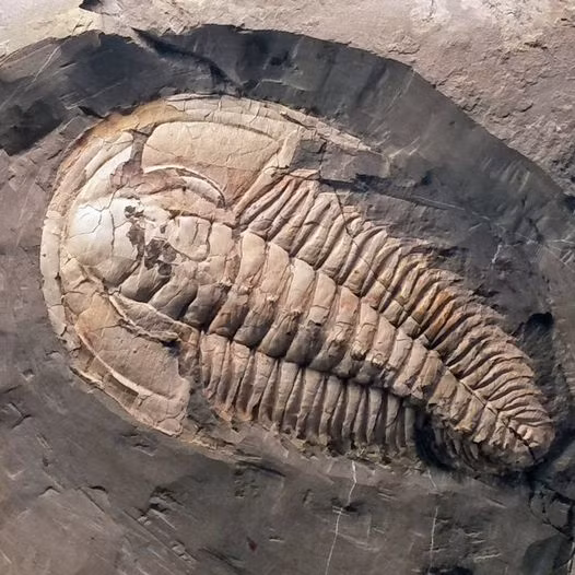 Có hai loài trilobite từ cùng một chi được tìm thấy trong hệ tầng này: Redlichia takooensis, đã ăn các hạt dưới đáy đại dương và loài R. rex săn mồi lớn hơn.