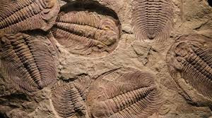 Russell Bicknell, một nhà cổ sinh vật học tại Đại học New England, Úc, đã dành 5 năm để kiểm tra các hóa thạch trilobite từ quá trình hình thành Đá phiến Vịnh Emu trên Đảo Kangaroo ở Nam Úc.