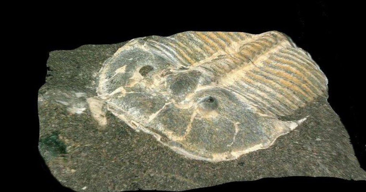 Chúng là những sinh vật có bộ giáp ngoài dày, đây có thể là một trong những lý do khiến nhiều hóa thạch trilobite vẫn được bảo tồn suốt những năm qua.