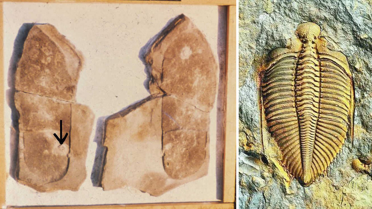 Các nhà cổ sinh vật học cho biết rằng, R. rex có thể đã ăn thịt R. takooensis. Trong hệ tầng Vịnh Emu, phân hóa thạch, được gọi là coprolit do R. rex để lại có chứa tàn tích vỏ trilobite.