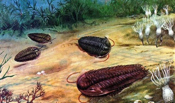 Bọ ba thùy (trilobite) là động vật chân đốt sống ở biển đã tuyệt chủng và lần đầu tiên được tìm thấy trong mẫu hóa thạch khoảng 541 triệu năm trước.