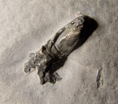 Thời điểm đó, các chuyên gia biết rằng mỗi cánh tay có một hàng giác hút với lông gai mọc hai bên nhưng chưa rõ cấu trúc chính xác cũng như đặc điểm giải phẫu bên trong con vật.