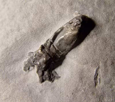 Thời điểm đó, các chuyên gia biết rằng mỗi cánh tay có một hàng giác hút với lông gai mọc hai bên nhưng chưa rõ cấu trúc chính xác cũng như đặc điểm giải phẫu bên trong con vật.