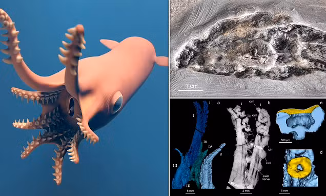 Mực ma cà rồng sử dụng những sợi mảnh, dài và dính để hút thức ăn từ cột nước, nhưng nhóm nghiên cứu không tìm thấy bằng chứng về những sợi này ở V. rhodanica. Whalen cho biết, có thể V. rhodanica thực sự không có bộ phận như vậy, hoặc các mẫu hóa thạch bị thiếu.