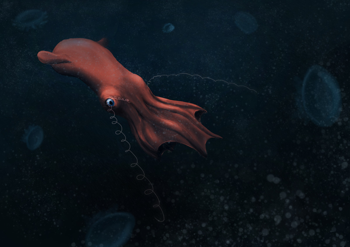 Những giác hút này có hình dạng tương tự mực ma cà rồng ngày nay nhưng lớn hơn, nhiều hơn và khoảng cách giữa chúng cũng gần hơn. V. rhodanica cũng có hai cánh tay mang cấu trúc giác hút và lông gai hơi khác, dài hơn một chút so với 6 cánh tay còn lại.