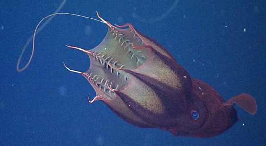 Các nhà khoa học lần đầu tiên sử dụng kỹ thuật chụp ảnh 3D tiên tiến để kiểm tra chi tiết giác hút bắt mồi của Vampyronassa rhodanica (V. rhodanica), họ hàng đã tuyệt chủng của mực ma cà rồng hiện đại (Vampyroteuthis hellnalis).