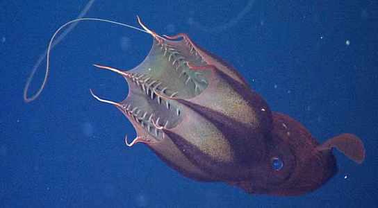 Các nhà khoa học lần đầu tiên sử dụng kỹ thuật chụp ảnh 3D tiên tiến để kiểm tra chi tiết giác hút bắt mồi của Vampyronassa rhodanica (V. rhodanica), họ hàng đã tuyệt chủng của mực ma cà rồng hiện đại (Vampyroteuthis hellnalis).