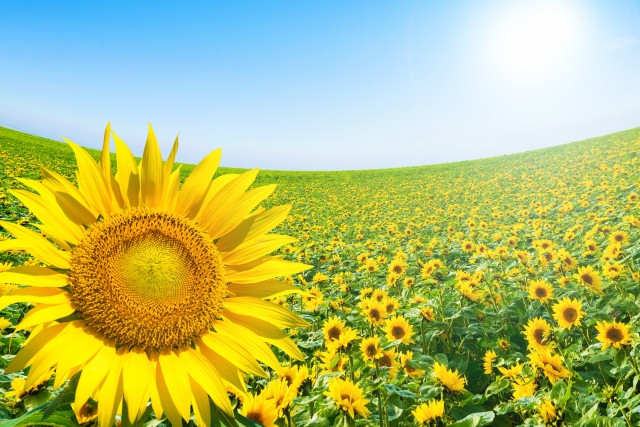 Du khách sẽ dễ dàng tìm thấy những cánh đồng hoa hướng dương bạt ngàn tuyệt đẹp trên khắp đất nước Ukraine.