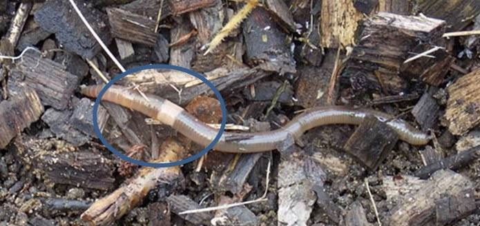 Nếu bị bắt, chúng thậm chí tự cắt đứt một phần cơ thể để tẩu thoát. Amynthas agrestis là loài lưỡng tính, có thể sinh sản mà không cần giao phối, hay nói cách khác, chúng tự nhân bản chính mình.