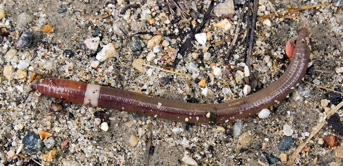 Sự xâm lấn của giun rắn điên là mối đe dọa lớn đối với môi trường bản địa. Chúng có thể tàn phá hệ sinh thái rừng bằng cách ăn lá rụng, từ đó phá hủy lớp đất mặt trên cùng mà nhiều sinh vật sống phụ thuộc vào.