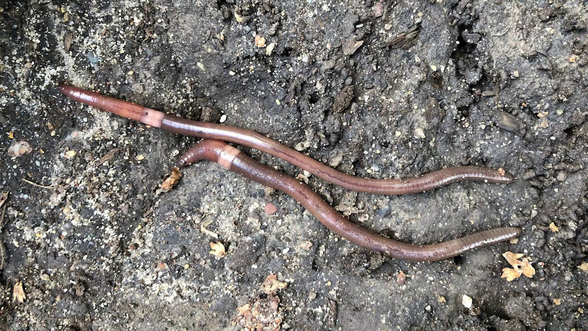 "Đất là nền tảng của sự sống và giun nhảy châu Á đang thay đổi nó. Trên thực tế, giun đất có thể có những tác động to lớn đến mức tái cấu trúc hệ sinh thái xung quanh chúng", nhà nghiên cứu Mac Callaham từ Cục Kiểm lâm Mỹ nói thêm.