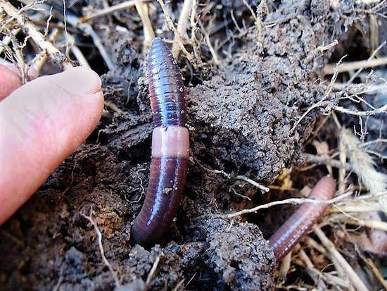 "Chúng gây thiệt hại nghiêm trọng cho các rừng cây gỗ cứng, đặc biệt là cây phong, đoạn, sồi đỏ và bạch dương, những loài dựa vào lớp lá rụng để tạo rễ", CDFA cảnh báo những con giun phàm ăn này có thể ngấu nghiến lớp lá hữu cơ dày trong 2 - 5 năm.