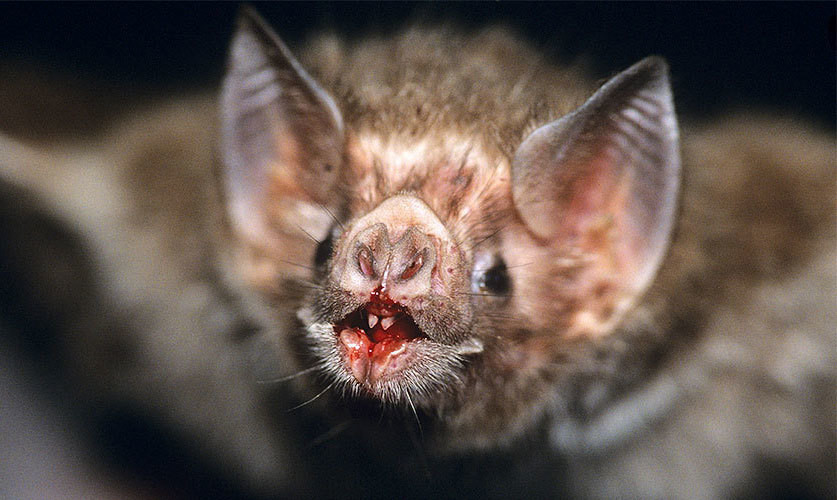 10. Những con dơi hút máu (còn gọi là dơi ma cà rồng hay dơi quỷ), chúng giống như một loại sinh vật đến từ một cuốn truyện tiểu thuyết, nhưng chúng cũng là một trong những động vật đáng sợ nhất trên hành tinh này.