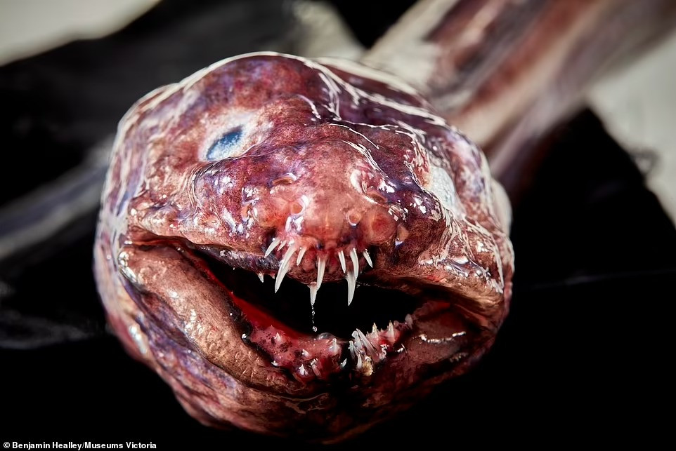 Con cá chình thuộc họ Congridae với khuôn mặt và hàm răng đáng sợ như bước ra từ một bộ phim kinh dị.